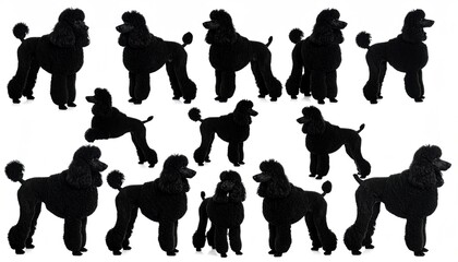 Black poodle silhouettes (1)
