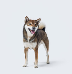 Happy Shiba Inu dog on white background