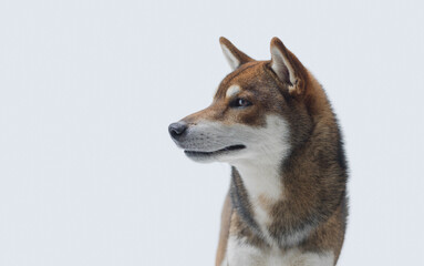 Fototapeta premium Portrait of a beautiful Shiba Inu