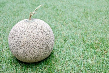 芝生の上に置かれたマスクメロン（アールスメロン）と緑背景のコピースペース