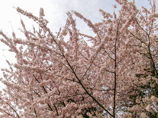 Japanese cherry
