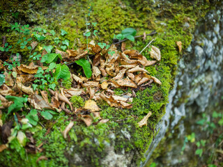 Photo of autumn foliage and tree in italian appennino