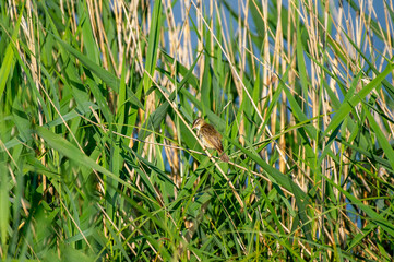 the sedge warbler perched in the reeds