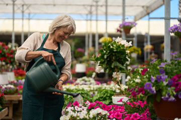 Senior woman gardener watering plants in greenhouse nursery