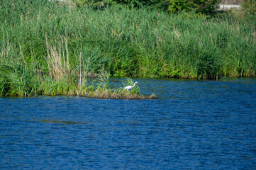 the great egret in the grass on the pond