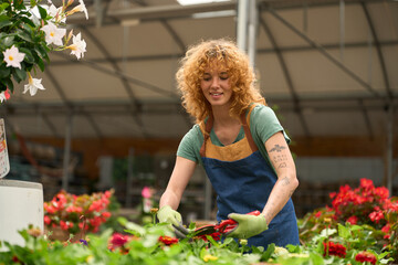 Gardener pruning flowers in greenhouse nursery
