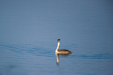 The great crested grebe on the lake
