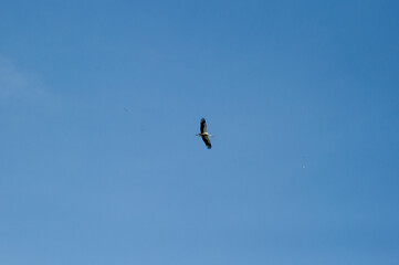 the white storks in flight in the blue sky
