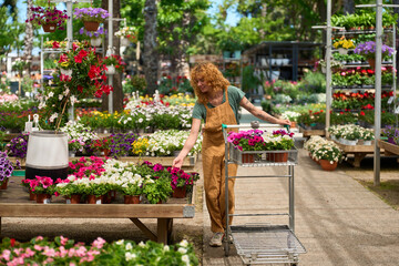 Gardener pushing cart and selecting flowers in plant nursery