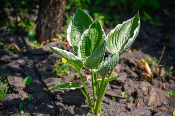 hosta in the garden