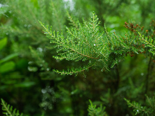 Detail of erika plant in a meadow