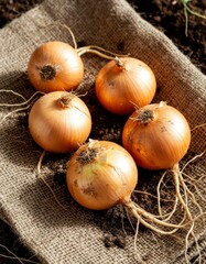Organic Onion Bunch with Roots