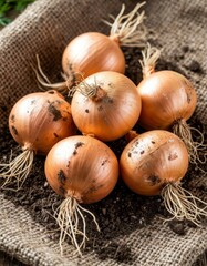 Organic Onion Bunch with Roots