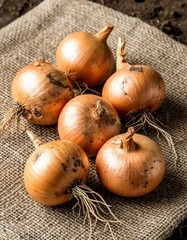 Organic Onion Bunch with Roots