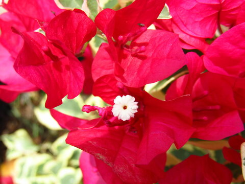red bougenvile flower