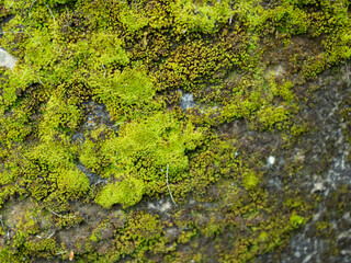 Moss with snow on top - gray and green screen. Moss with snow on top finded on the tree - gray and green screen