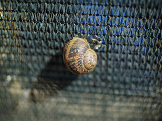 Snail on mosquito net against dark background