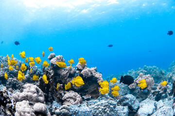 A vibrant school of yellow tang fish swim gracefully over volcanic rock formations off the coast of...