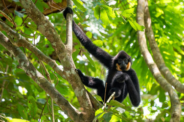 Southern Yellow-cheeked Crested Gibbon - Nomascus gabriellae, beautiful brown gibbon monkey from canopy of tropical forests in Southeast Asia, Vietnam.
