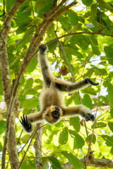Southern Yellow-cheeked Crested Gibbon - Nomascus gabriellae, beautiful brown gibbon monkey from canopy of tropical forests in Southeast Asia, Vietnam.