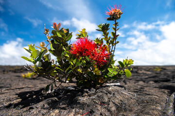 Native Hawaiian plants emerge defiantly from lava fields on the Big Island, symbolizing nature’s...