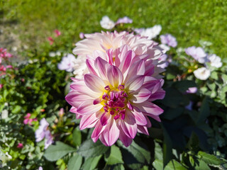 Close-up of dahlia flower in a sunny garden