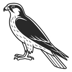 Fototapeta premium Black and White Illustration of a Peregrine Falcon on White Background