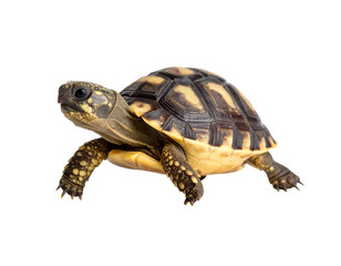 Fototapeta premium Baby Turtle Walking Slowly on Isolated Background