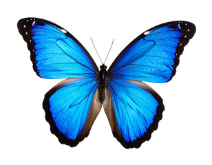 Obraz premium Bright Blue Butterfly with Open Wings Isolated on White
