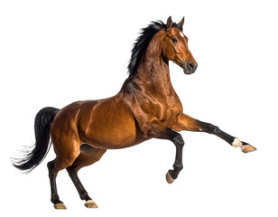 Obraz premium Dynamic Brown Horse Rearing in Isolation Against White