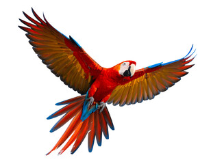 Fototapeta premium Vibrant Parrot in Flight with Colorful Wings