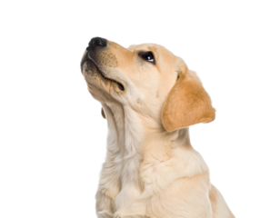 Adorable Golden Labrador Puppy Looking Up Isolated