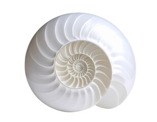 Elegant Spiral Seashell Isolated on White Background