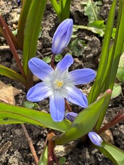 Beautiful blue spring flower and foliage