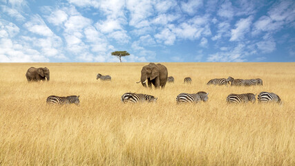 African elephant, Loxodonta africana, with a herd of plains zebras, Equus quagga, and lone acacia...