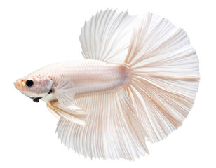 Fototapeta premium Beautiful Siamese Fighting Fish with Flowing Fins