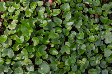 Bright green leaves covering the ground in a dense and lush pattern during a sunny day in a forest...