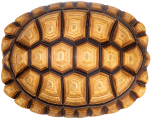 Detailed Texture of Isolated Turtle Shell