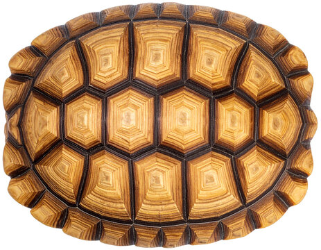 Detailed Texture of Isolated Turtle Shell