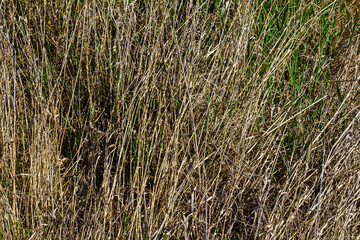 Fototapeta premium Overgrown grass and wild plants thrive in the late summer sunlight in a rural landscape