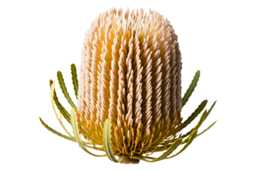 Close-up banksia flower with spiraled cream-yellow inflorescences isolated on a transparent background