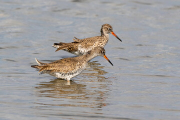 Chevalier gambette,Tringa totanus, Common Redshank