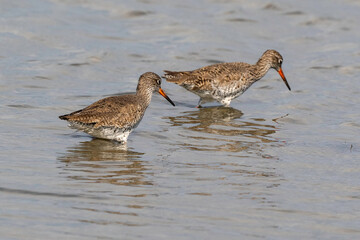 Chevalier gambette,Tringa totanus, Common Redshank