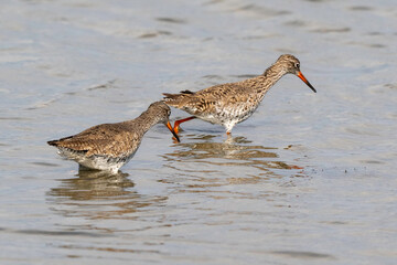 Chevalier gambette,
Tringa totanus, Common Redshank