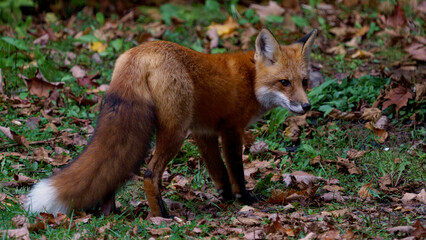 Renard
