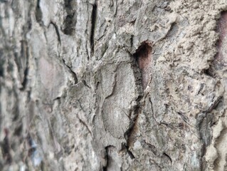 bark of a tree