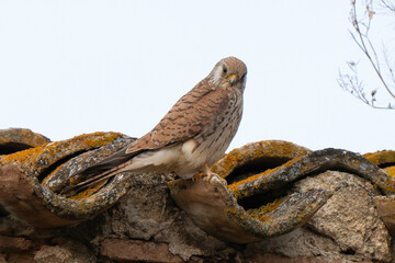 Faucon crécerellette,Falco naumanni, Lesser Kestrel