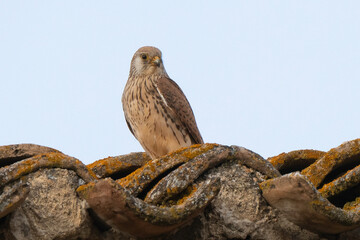 Faucon crécerellette,Falco naumanni, Lesser Kestrel
