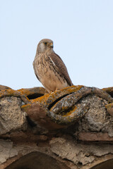 Faucon crécerellette,Falco naumanni, Lesser Kestrel