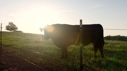 Cow at sunset behind electric fence on green pasture farming cattle - Powered by Adobe